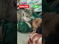 Billi aur Bacha ka Pyar 🥺❤️ | Emotional Cute Moment#baby #cat #cutebaby #cuteanimals #shorts
