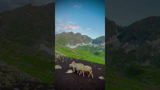 Uff this view😍🫶🌲 #travel #nature#jannatkashmir #kashmirexpress #mo ...