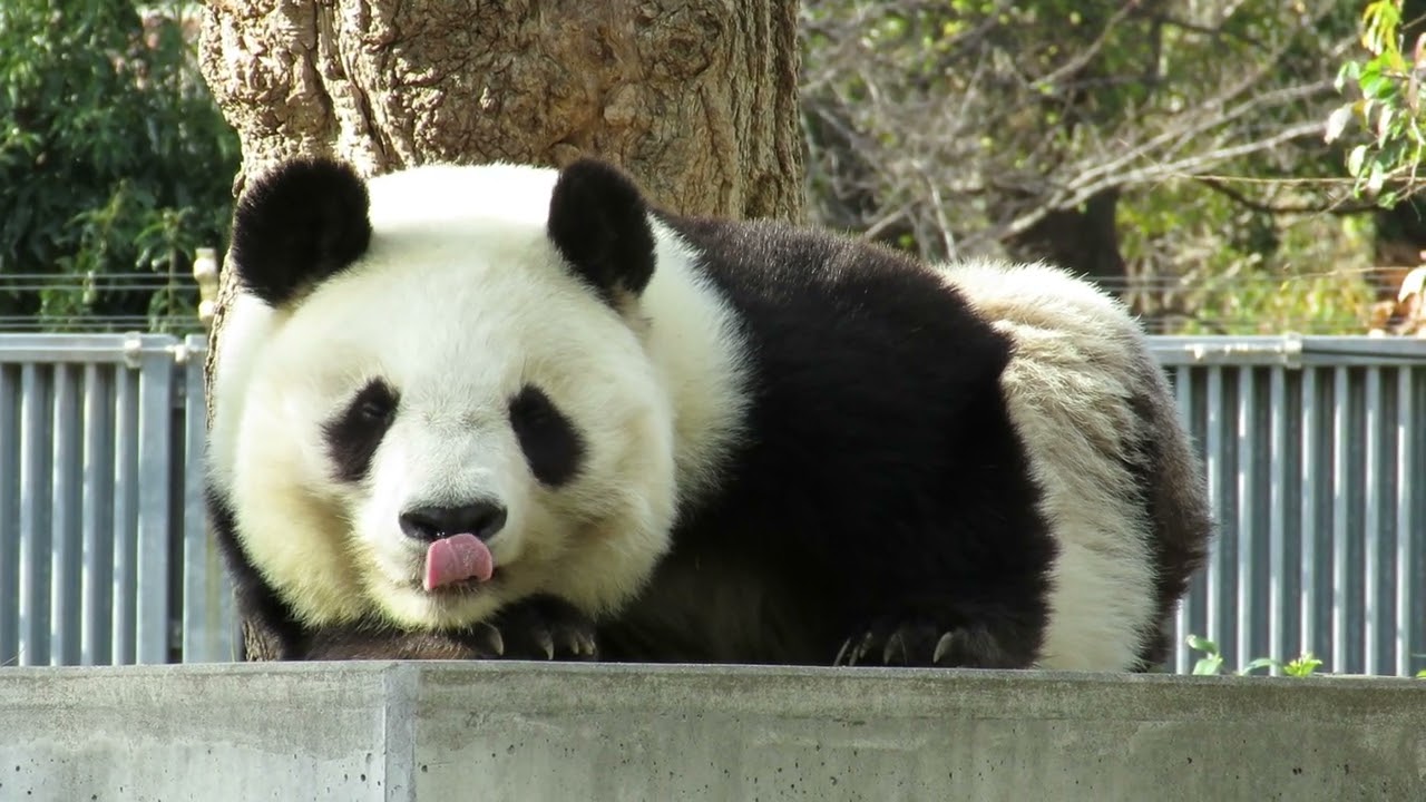 2018年12月16日【選】うつろなパンダ - YouTube