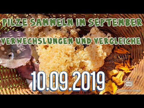 Video: Welche Pilze Wachsen Im Mai