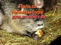 ПОЛЬЗА ТОПИНАМБУРА В ХОЗЯЙСТВЕ