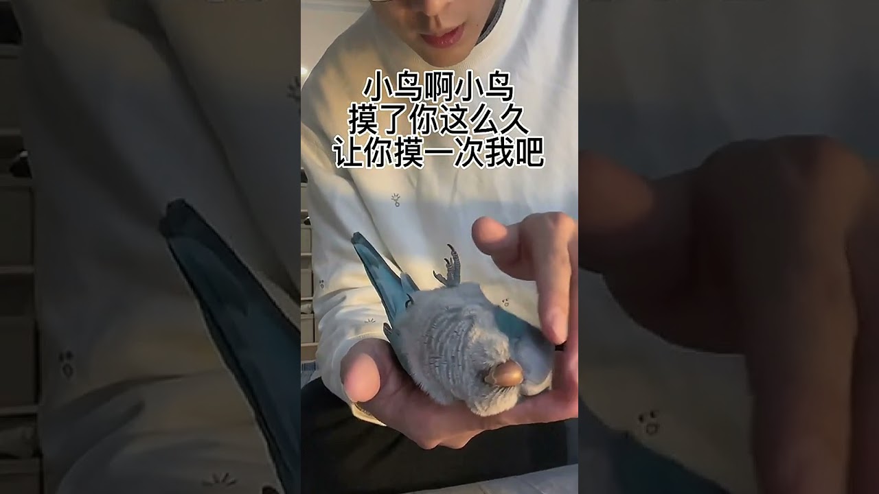 Let's Switch Roles, Birdie! Touch My Head This Time 