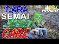 Cara semai cabe dari awal full tutorial langsung potong pucuk