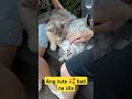 BATI NA SILA 🥰 #shorts #cute #shortvideo #catlovers #bestfriend