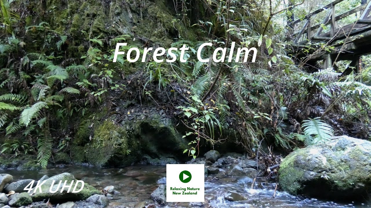 4K UHD Glentui Loop Track Mount Thomas Forest Conservation Area Water and Bird Sounds