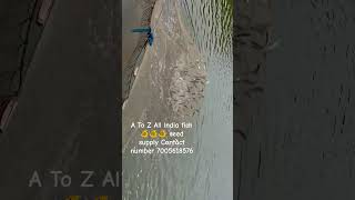A To Z All over India fish 🐠🐠🐠 seed supply #youtubeshorts #shorts