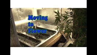 Moving to Flower