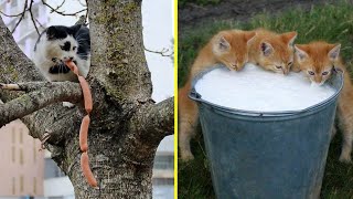Adorable Cats That Were Caught Red Pawed