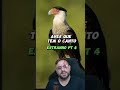 Aves com vocalização estranha #biologohenrique #animais #bichoesperto #biologo