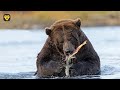 Los grandes osos y la odisea del salmón