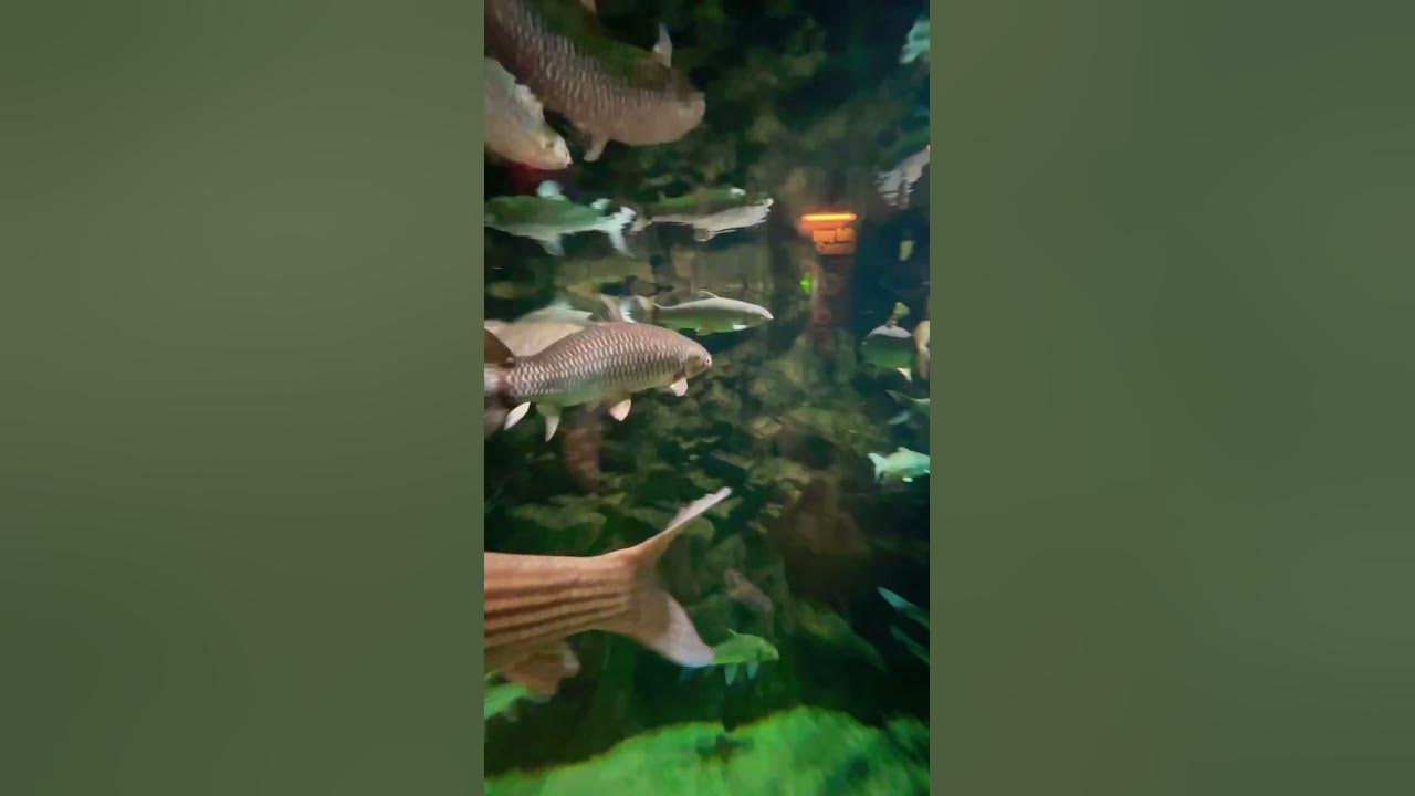 empurau-ikan-kelah-the-most-expensive-fish-in-malaysia-shorts-youtube
