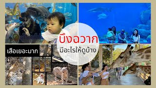 บึงฉวาก สุพรรณบุรี มีอะไรให้ดูบ้าง ? | สวนสัตว์บึงฉวาก อุโมงค์ปลาฉลาม ที่เที่ยวใกล้กรุงเทพ