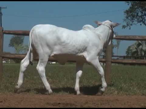 LOTE 02 REPTODUTORA  03 CABANA X BITEL   MHC 910