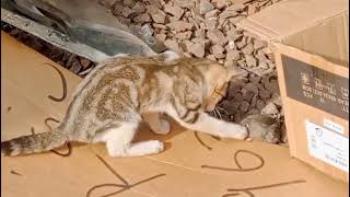 Cat and rat game time screenshot 3