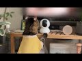 お家の子になった保護猫が初めてテレビの中に猫を見つけた反応がこちら…