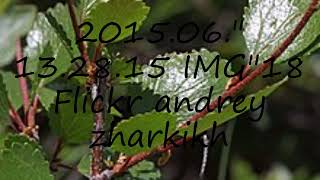 How to pronounce 2015.06.' 13.28.15 IMG'18  Flickr  andrey zharkikh in Russian?