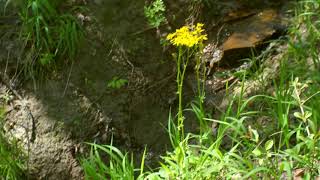 Yellow Flowers by a Small Stream | FREE NATURE STOCK FOOTAGE