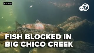 Concrete weirs block fish in Big Chico Creek, restoration project planned