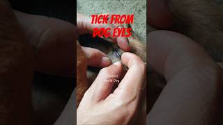 Remove Tick From Dog Eyes😰😰#dog #animals #pets