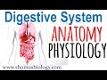 أغنية Digestive system anatomy and physiology | Digestive system lecture 1