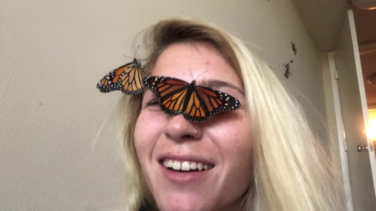 More Butterflies More Problems YouTube