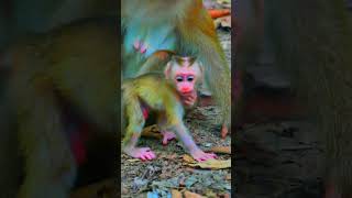 Lovely baby monkey Fanta learning to walk happy #monkey #baby #shorts #animls