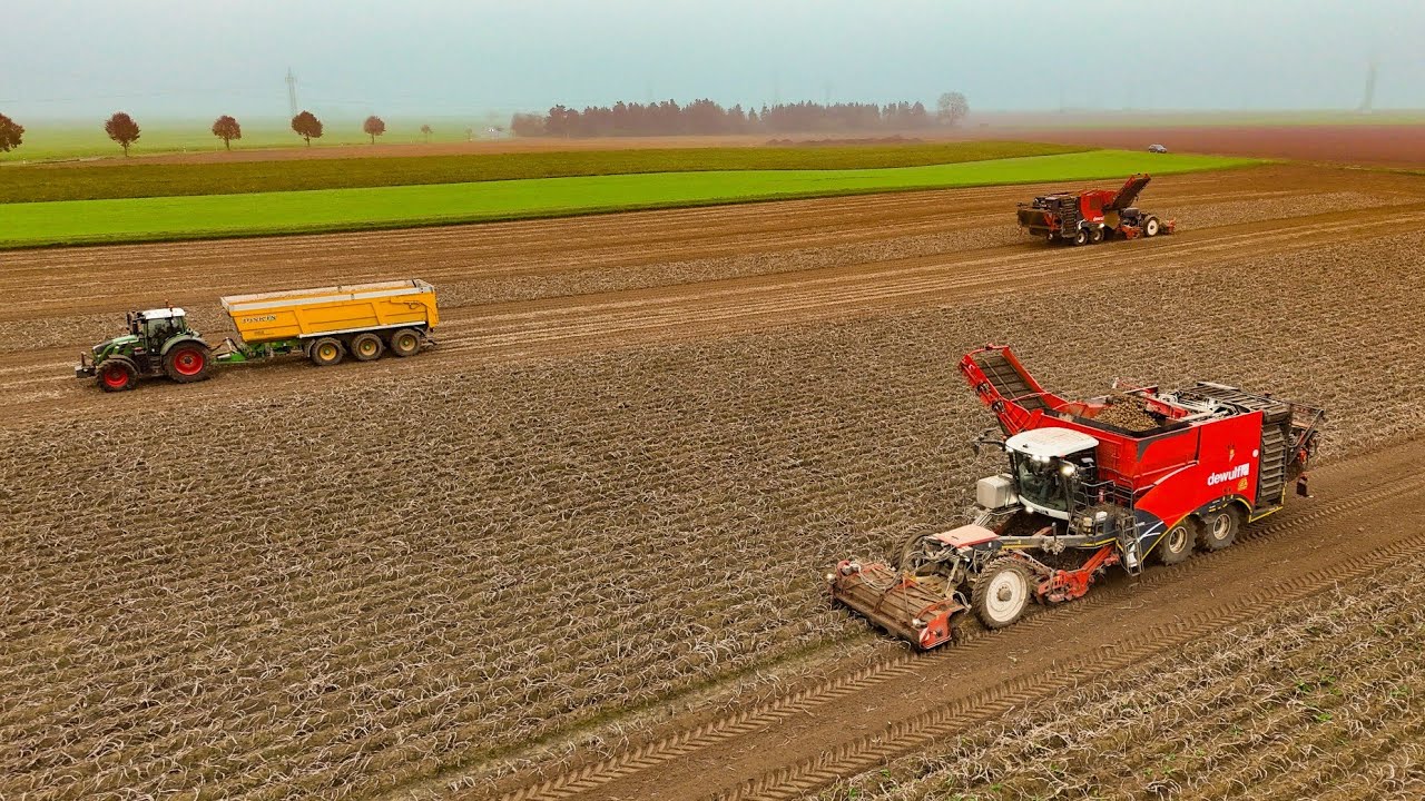 Kartoffel ernte mit 2× Dewulf Enduru (Feiter)