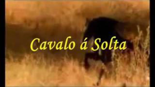Video thumbnail of "Cavalo À Solta - Ary dos santos - Fernando tordo"