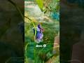 Диско для петушка #aquarium #петушок #рыба #betta#fish #disko#berlin #radiocontrol