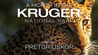 A MONTH in the KRUGER - PRETORIUSKOP (Episode 12)