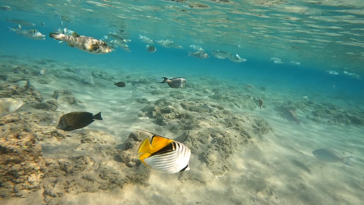 Море в Египте/Дайвинг/Морской мир