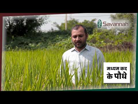 क्या सवा 7301 ने सच में बदल दी भरत लाल साहू की खेती की किस्मत? | छत्तीसगढ़ के किसान का अनुभव | - video from Savannah Seeds