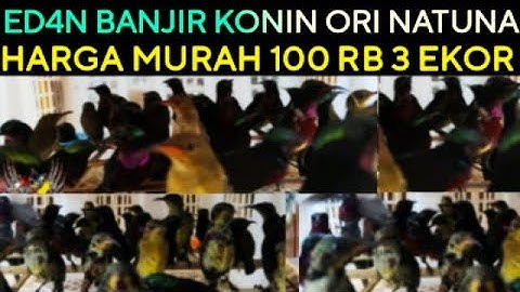 🔴 GIL4 BANJIR (KONIN NATUNA) HARGA MURAH 3 EKOR 100 rb DI KIOS SENDI PASAR BURUNG PRAMUKA HARI INI