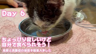 ちょっぴり寂しいけど自分で食べられそうだね 風邪と真菌症の保護子猫を受入れました Day 6  2024 05 25 1