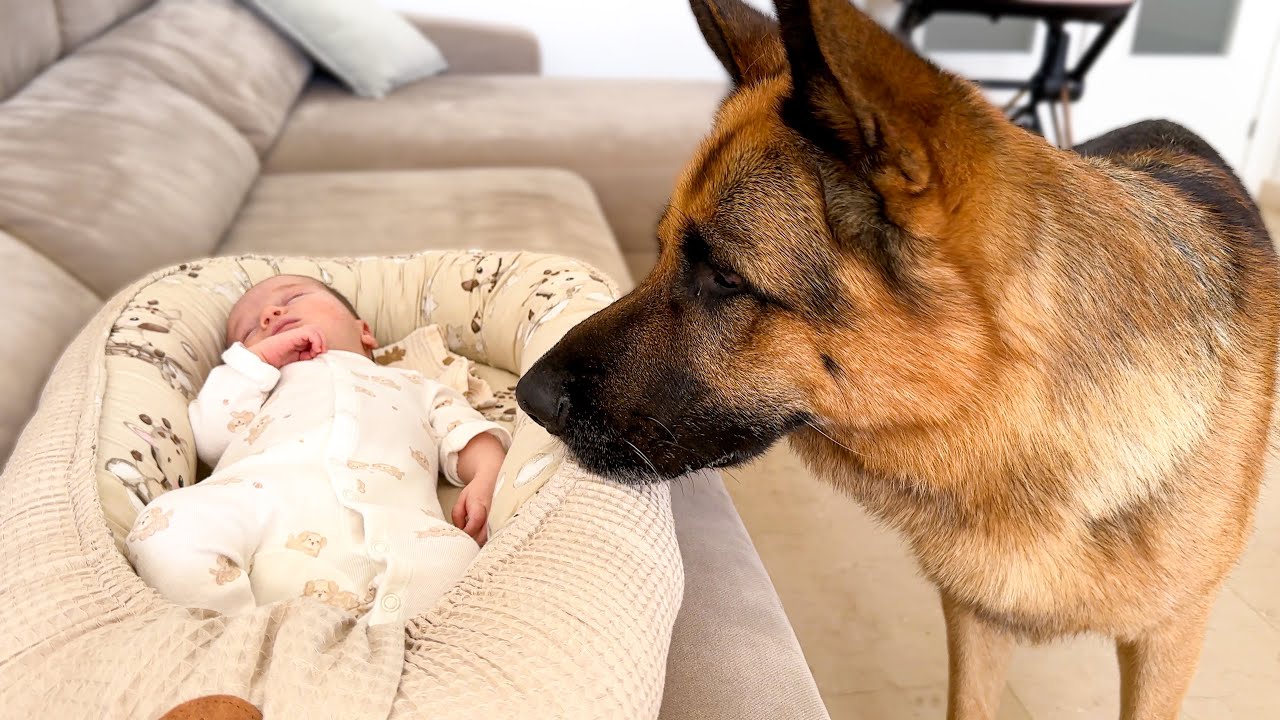 What Does a German Shepherd Do When He Finds a Sleeping Newborn Baby