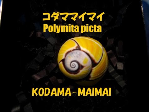 コダママイマイ Polymita Picta キューバのカタツムリ 貝類動画図鑑２２ Youtube