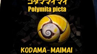 コダママイマイ Polymita Picta キューバのカタツムリ 貝類動画図鑑２２ Youtube