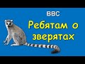 ВВС Ребятам о зверятах - Кошачий лемур