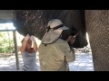 Giving Jabu the elephant IV in ear vien | Living With Elephants | Botswana
