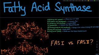 Fatty Acid Synthase | Biochemistry