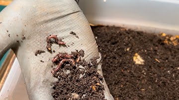 Step by Step Setting Up a New BREEDER BIN Plus How to Increase Breeding in a Regular Bin