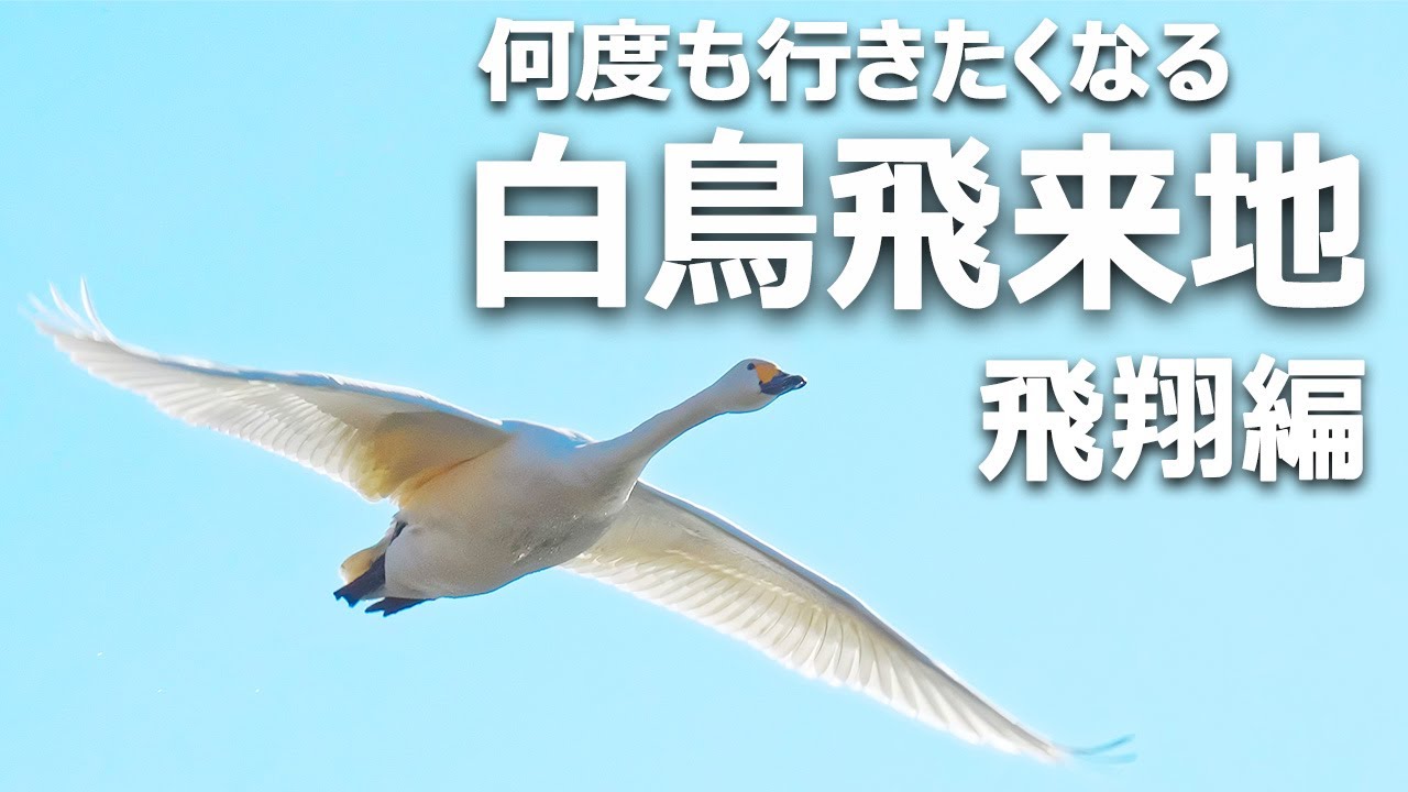 川島町白鳥飛来地【飛翔編】越辺川