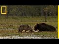 Une meute de loups contre une famille d'ours