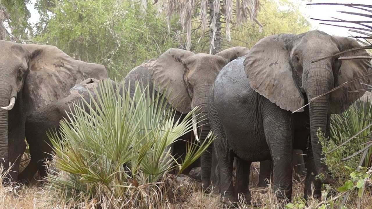 Gorongosa National Park Mozambique