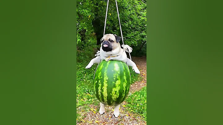 Funniest Pug Moments Ever Caught on Camera!