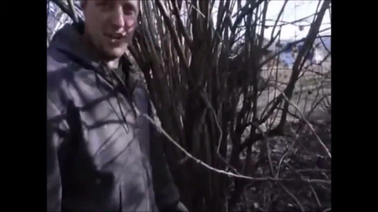 effects-of-a-hard-pruning-on-viburnums-youtube