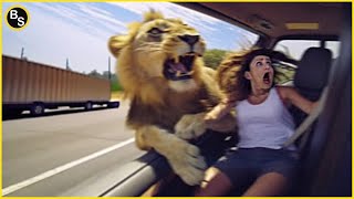 When Wild Animals Taking Over the Streets !! by Ben Sojo 65,013 views 4 months ago 8 minutes, 40 seconds