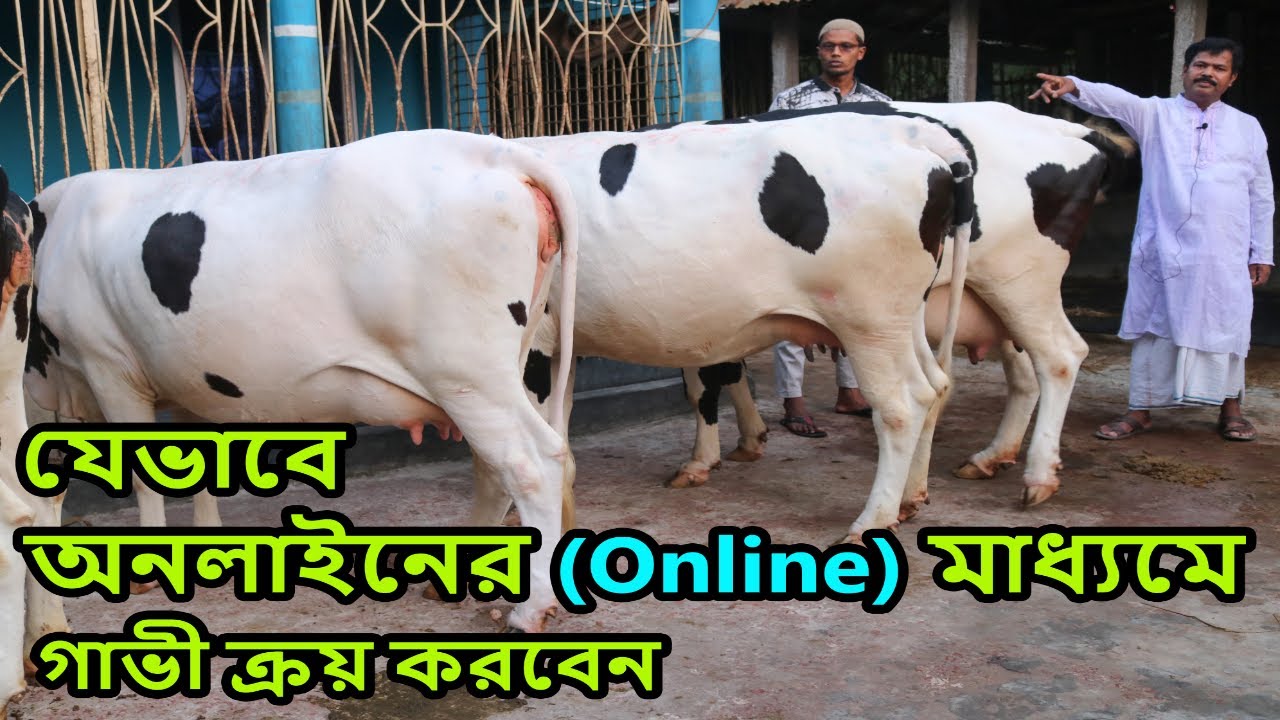 অনলাইনের (Online) মাধ্যমে কম দামে গাভী কিনুন । Mostak Dairy Farm । 01717-303601, 01703-414800 [৮০০]