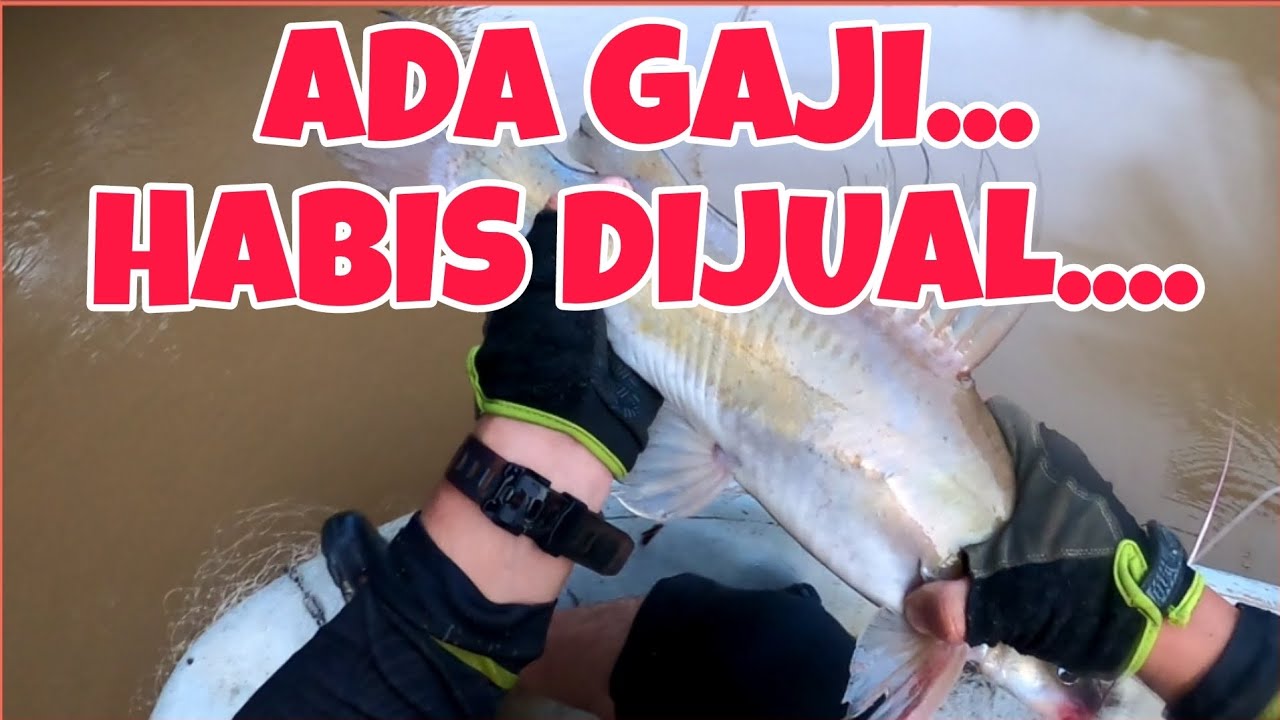 JARING BARU DAH PULANG MODAL... REZEKI SOLO DI LUBUK