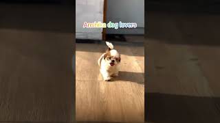 Cute 🥰 Dog 🐕 #kanyakumaridoglover #care #rescue #adoption #pets